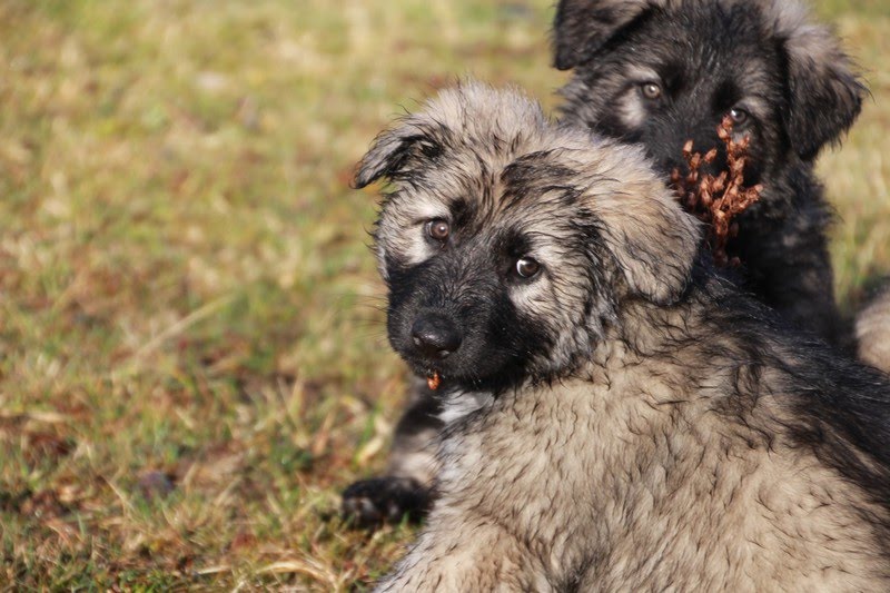 Vente De Chiot Berger Allemand à Dos Droit