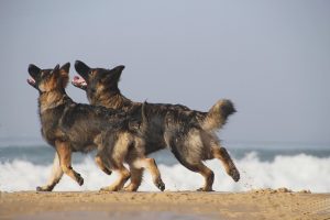 la race altdeutscher schaferhund son standard et son histoire