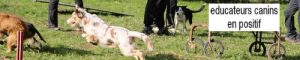 educateurs-canins-en-methode-positif
