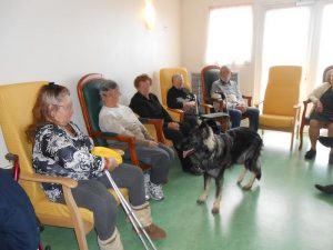 chiots altdeutscher schaferhund argenté