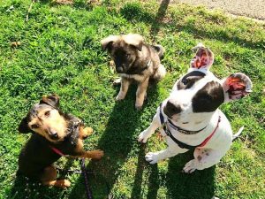 chiots altdeutscher schaferhund argenté