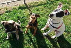 chiots altdeutscher schaferhund argenté