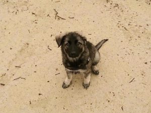 chiots altdeutscher schaferhund argenté