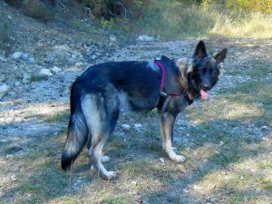 chiots altdeutscher schaferhund argenté