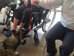 chiots altdeutscher schaferhund argenté