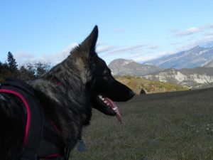 chiots altdeutscher schaferhund argenté