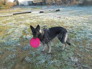 chiots altdeutscher schaferhund argenté