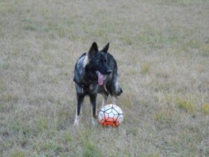 chiots altdeutscher schaferhund argenté