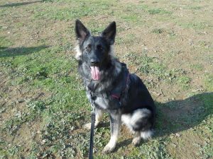 chiots altdeutscher schaferhund argenté