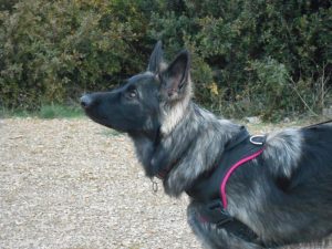 chiots altdeutscher schaferhund argenté