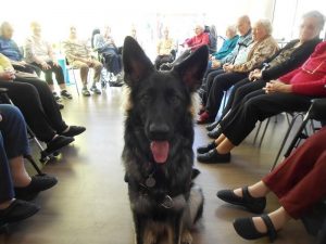 chiots altdeutscher schaferhund argenté