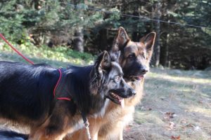 indy altdeutsche schaferhund et wolf berger allemand poil long