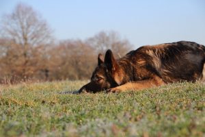 img_4623-ice-comme-chiens-et-loups