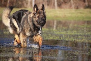 img_4931-ice-comme-chiens-et-loups