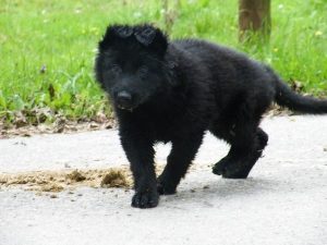 berger-allemand-ancien-types-argentes-001