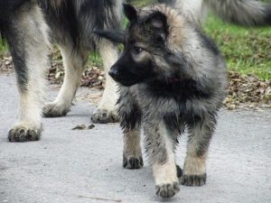 berger-allemand-ancien-types-argentes-028