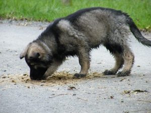 berger-allemand-ancien-types-argentes-030