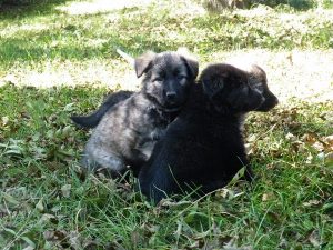 berger-allemand-ancien-types-argentes-092