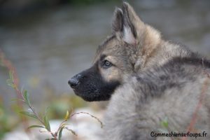 berger-allemand-gris