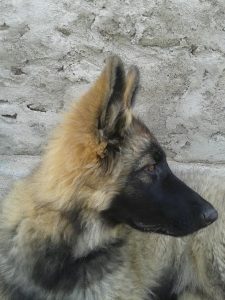 comme-chiens-et-loups-wilki
