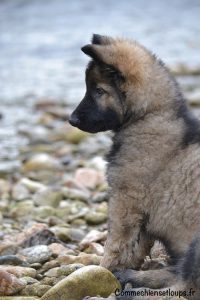 comme-chiens-et-loups-elevage-de-berger-allemand-poil-long