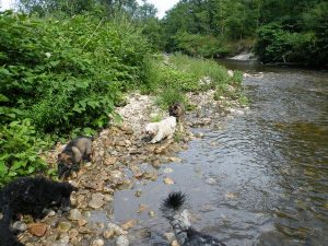 comme-chiens-et-loups-elevage-des-berger-allemand-ancien-type