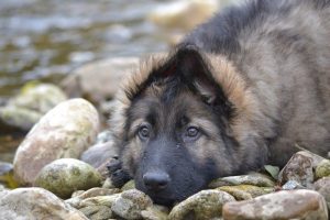 elevage-berger-allemand-poil-long-dos-droit-chiots-124