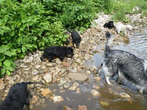 elevage-comme-chiens-et-loups