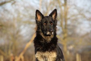 berger allemand ancien type