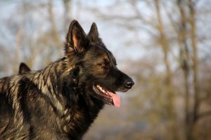 berger allemand ancien type