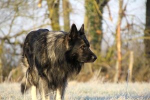 berger allemand ancien type
