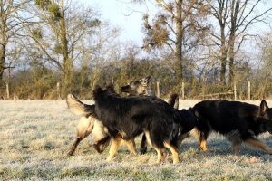 berger allemand ancien type