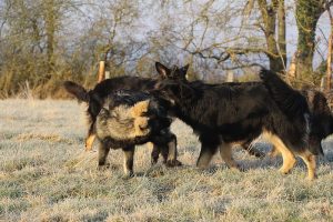 berger allemand ancien type