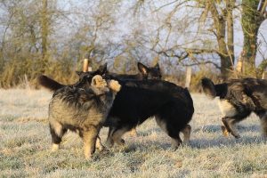 berger allemand ancien type