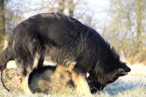 berger allemand ancien type