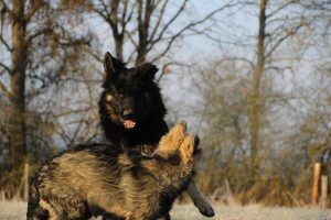 berger allemand ancien type