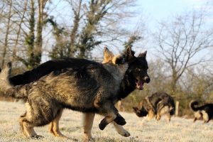 berger allemand ancien type