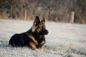 berger allemand ancien type