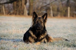 berger allemand ancien type