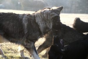 berger allemand ancien type