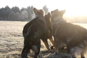 berger allemand ancien type