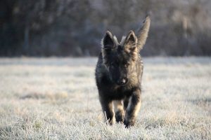 perle-von-camelot-altdeutsche-schaferhunde