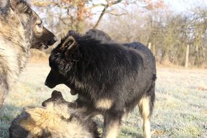berger allemand ancien type