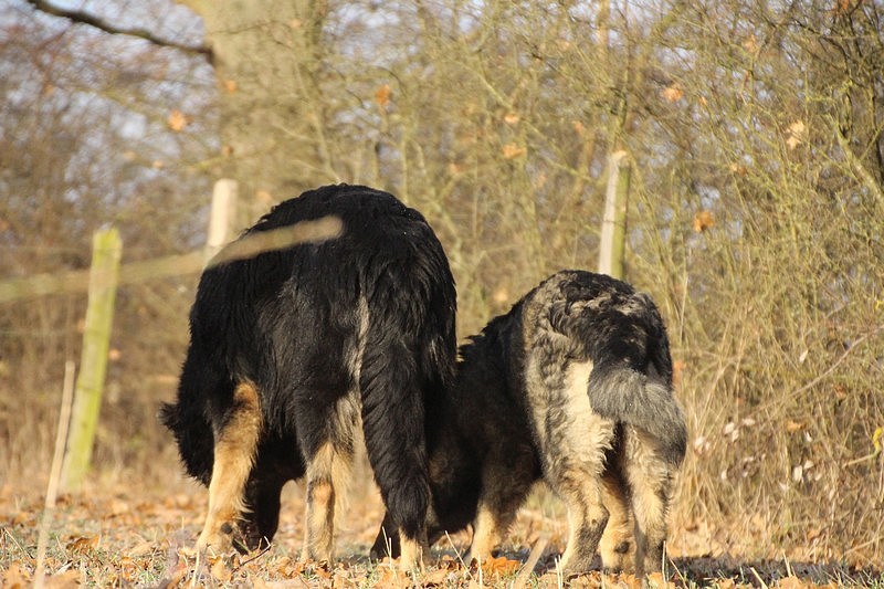 perle-von-camelot-altdeutsche-schaferhunde