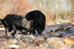 img_1870ancien-berger-allemand