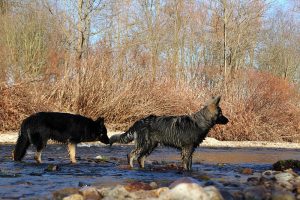 img_1895ancien-berger-allemand