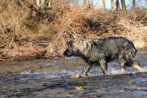 img_1972ancien-berger-allemand