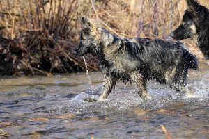 img_1975ancien-berger-allemand