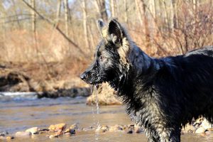 img_2023ancien-berger-allemand