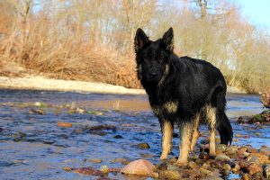 ancien berger allemand